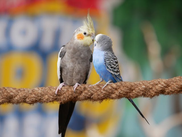 deux oiseaux exotiques s'embrassant